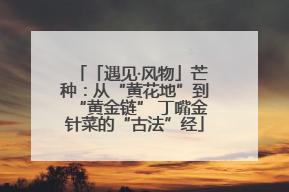 「遇见·风物」芒种：从“黄花地”到“黄金链” 丁嘴金针菜的“古法”经