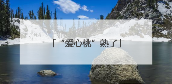 “爱心桃”熟了