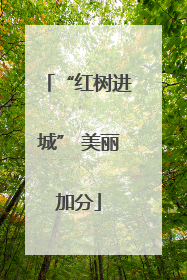 “红树进城” 美丽加分