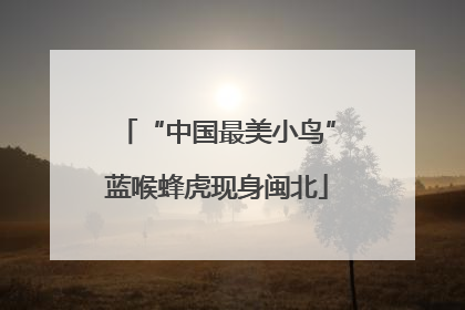 “中国最美小鸟”蓝喉蜂虎现身闽北
