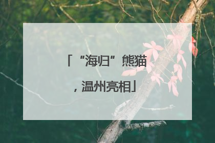 “海归”熊猫，温州亮相