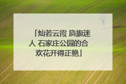 灿若云霞 旖旎迷人 石家庄公园的合欢花开得正艳