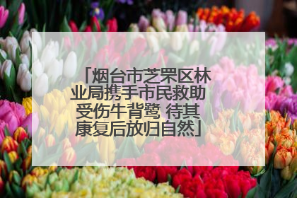 烟台市芝罘区林业局携手市民救助受伤牛背鹭 待其康复后放归自然