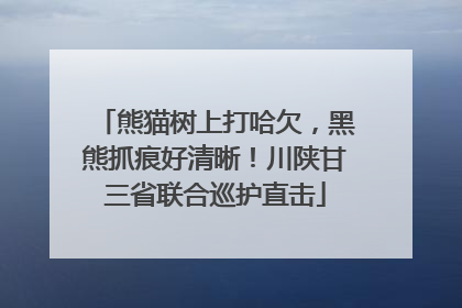 熊猫树上打哈欠，黑熊抓痕好清晰！川陕甘三省联合巡护直击