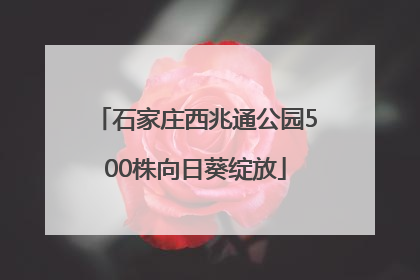 石家庄西兆通公园500株向日葵绽放