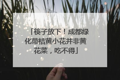 筷子放下！成都绿化带桔黄小花并非黄花菜，吃不得