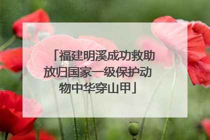 福建明溪成功救助放归国家一级保护动物中华穿山甲