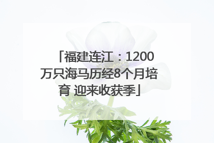 福建连江：1200万只海马历经8个月培育 迎来收获季