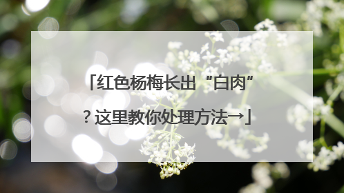 红色杨梅长出“白肉”？这里教你处理方法→