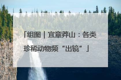组图｜宜章莽山：各类珍稀动物频“出镜”