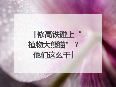 修高铁碰上“植物大熊猫”？他们这么干