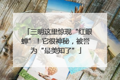 三明这里惊现“红眼蝉”！它很神秘，被誉为“最美知了”