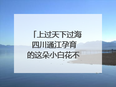 上过天下过海 四川通江孕育的这朵小白花不简单｜川陕渝网络名人巴中行