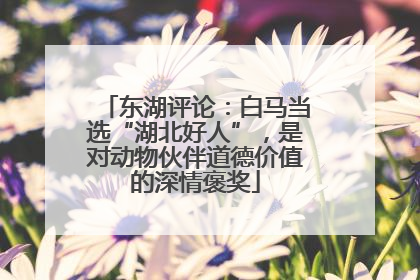 东湖评论：白马当选“湖北好人”，是对动物伙伴道德价值的深情褒奖