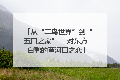 从“二鸟世界”到“五口之家” 一对东方白鹳的黄河口之恋