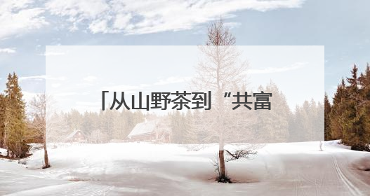 从山野茶到“共富芽” 浙江荒野茶的点“叶”成金路