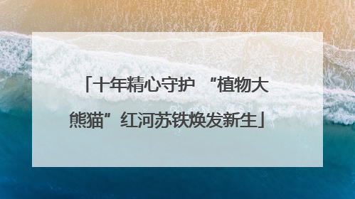十年精心守护 “植物大熊猫”红河苏铁焕发新生