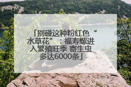 别碰这种粉红色“水草花”：福寿螺进入繁殖旺季 寄生虫多达6000条