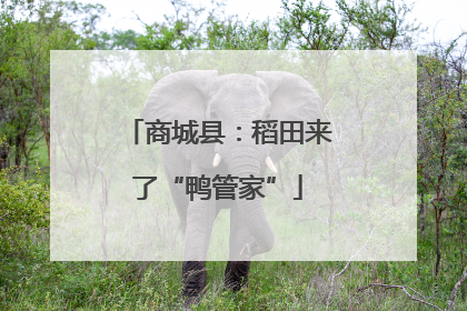 商城县：稻田来了“鸭管家”