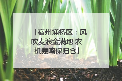 宿州埇桥区：风吹麦浪金满地 农机轰鸣保归仓