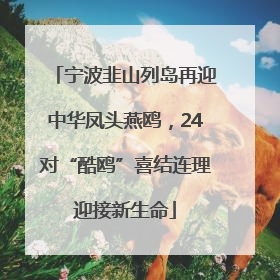 宁波韭山列岛再迎中华凤头燕鸥，24对“酷鸥”喜结连理迎接新生命