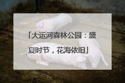 大运河森林公园：盛夏时节，花海依旧