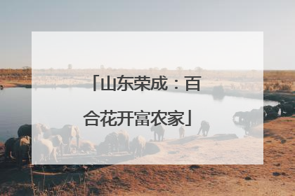 山东荣成：百合花开富农家