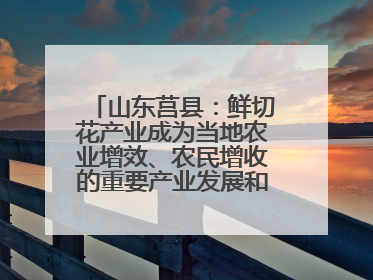 山东莒县：鲜切花产业成为当地农业增效、农民增收的重要产业发展和特色品牌