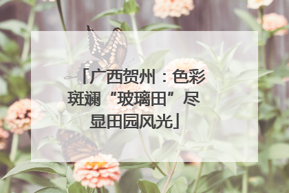 广西贺州：色彩斑斓“玻璃田”尽显田园风光