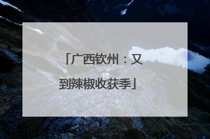 广西钦州：又到辣椒收获季