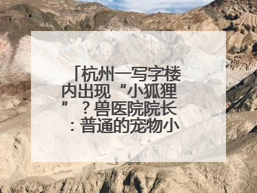 杭州一写字楼内出现“小狐狸”？兽医院院长：普通的宠物小狗，像狐狸犬