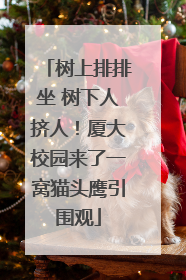 树上排排坐 树下人挤人！厦大校园来了一窝猫头鹰引围观