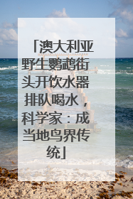 澳大利亚野生鹦鹉街头开饮水器排队喝水，科学家：成当地鸟界传统