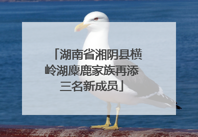 湖南省湘阴县横岭湖麋鹿家族再添三名新成员