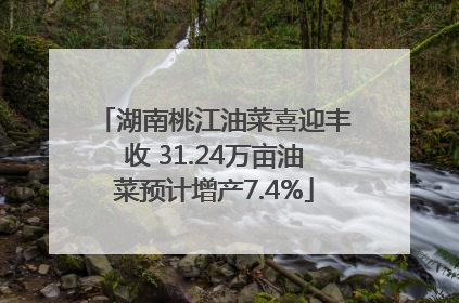 湖南桃江油菜喜迎丰收 31.24万亩油菜预计增产7.4%