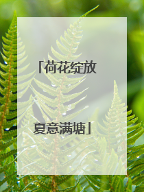 荷花绽放 夏意满塘