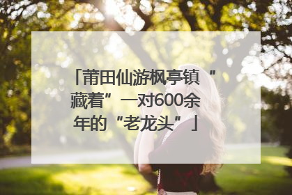 莆田仙游枫亭镇“藏着”一对600余年的“老龙头”