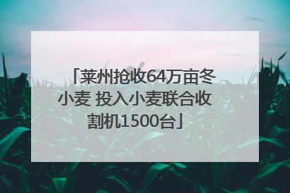 莱州抢收64万亩冬小麦 投入小麦联合收割机1500台