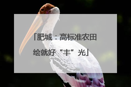 肥城：高标准农田绘就好“丰”光