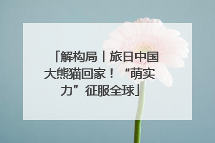 解构局丨旅日中国大熊猫回家！“萌实力”征服全球