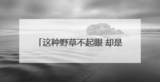 这种野草不起眼 却是深圳新物种 密穗砖子苗现身光明，近年来深圳物种名录不断刷新
