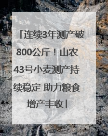 连续3年测产破800公斤！山农43号小麦测产持续稳定 助力粮食增产丰收