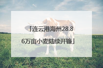 连云港海州28.86万亩小麦陆续开镰