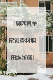 郧西县羊尾镇香料烟田焕新颜