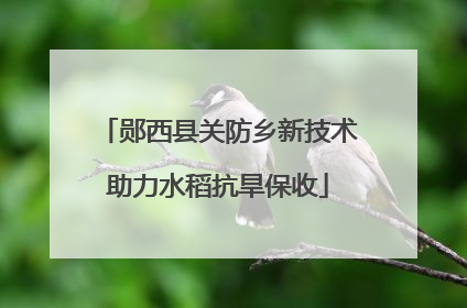 郧西县关防乡新技术助力水稻抗旱保收