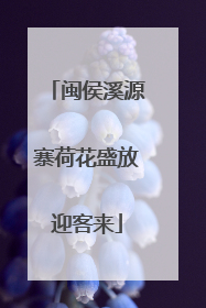 闽侯溪源寨荷花盛放迎客来