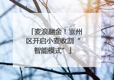 麦浪翻金！襄州区开启小麦收割“智能模式”