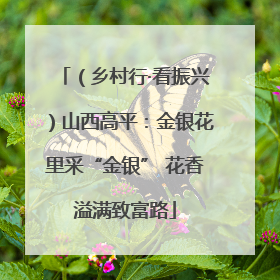 （乡村行·看振兴）山西高平：金银花里采“金银” 花香溢满致富路