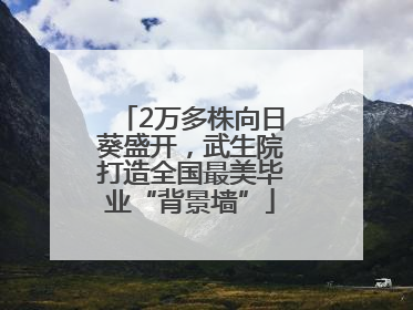 2万多株向日葵盛开，武生院打造全国最美毕业“背景墙”